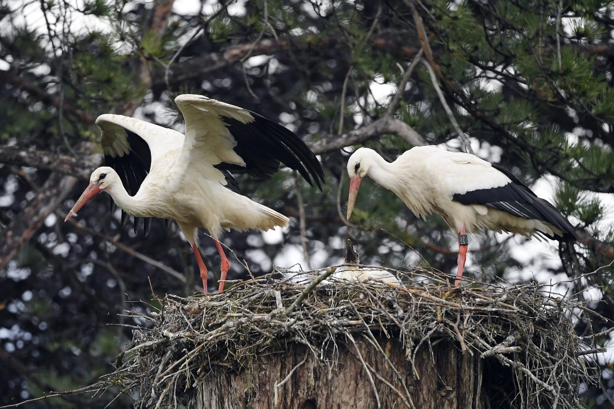 La cigogne, annonciatrice du changement climatique en Alsace