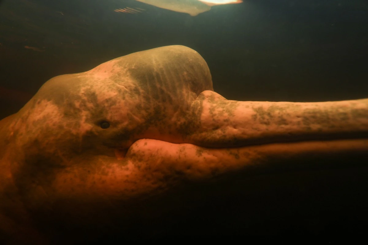 Dauphins: réouverture de la pêche dans le golfe de Gascogne, après quatre semaines d'arrêt
