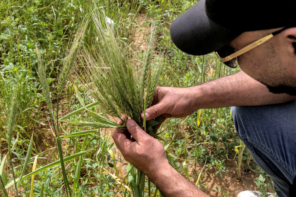 Pour planter son blé, l'Irak puise dans les nappes phréatiques
