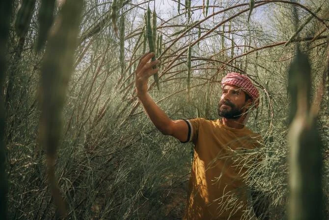 L'huile de peregrina d'Arabie saoudite, nouvelle perle du monde de la beauté