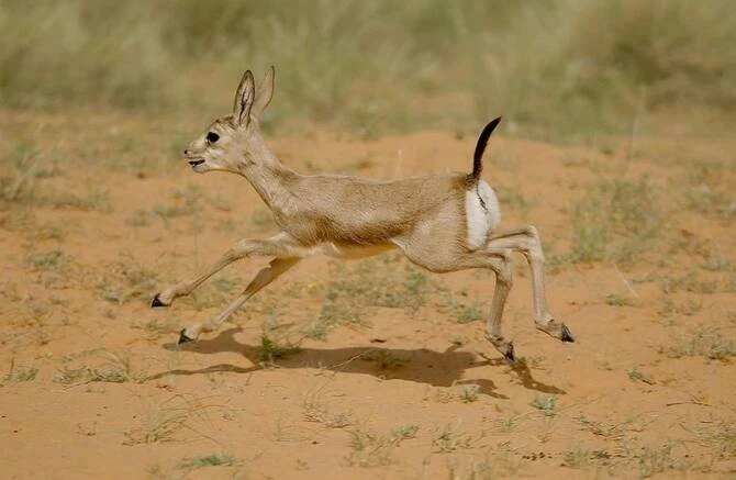Cinq gazelles des sables arabes ont vu le jour dans l'oasis de Buraidah