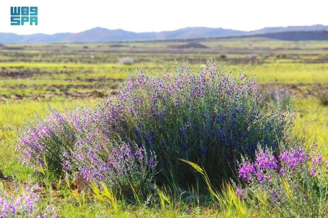 Le Teucrium Oliverianum, une plante au service de la désertification en Arabie saoudite