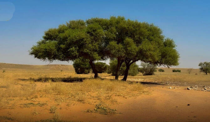 La réserve royale Imam Abdulaziz bin Mohammed mène actuellement d'importants travaux de restauration et plante des centaines de milliers d'arbres, notamment des acacias, sur son vaste territoire de 91 500 kilomètres carrés. (SPA)