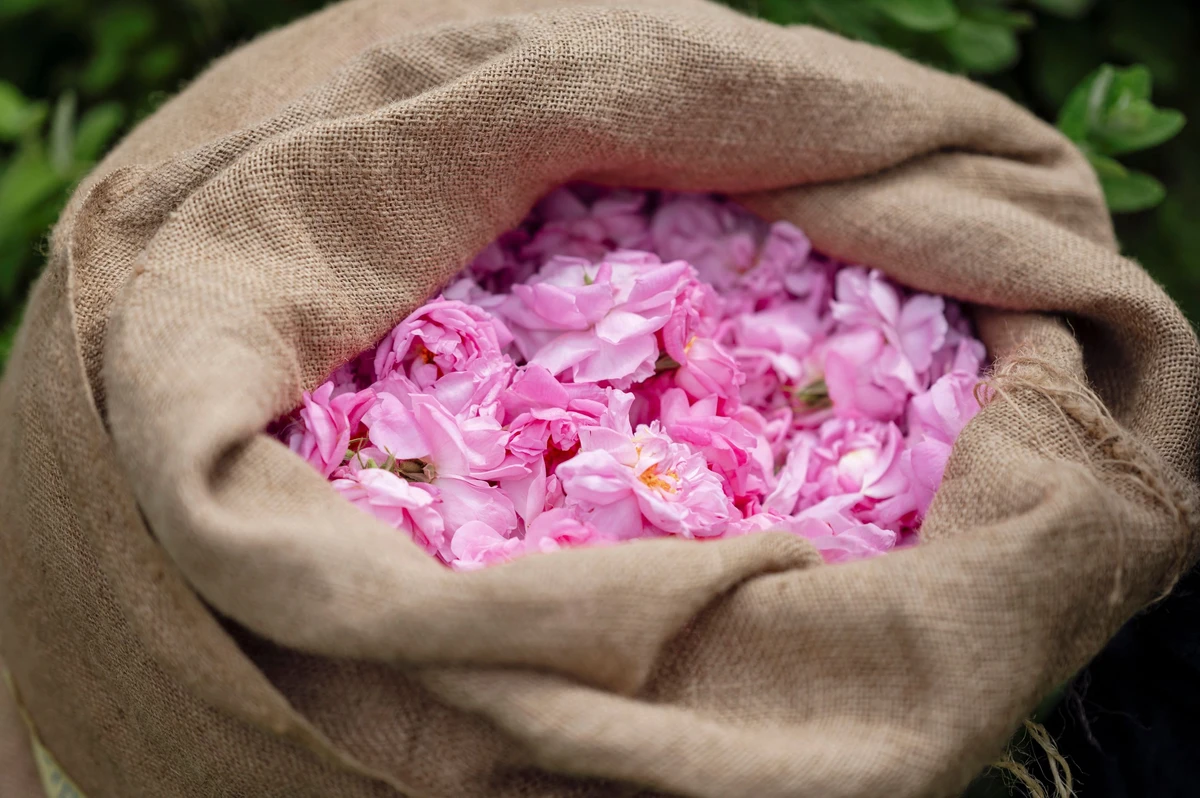 À Grasse, la Centifolia, l'or rose des parfums de luxe