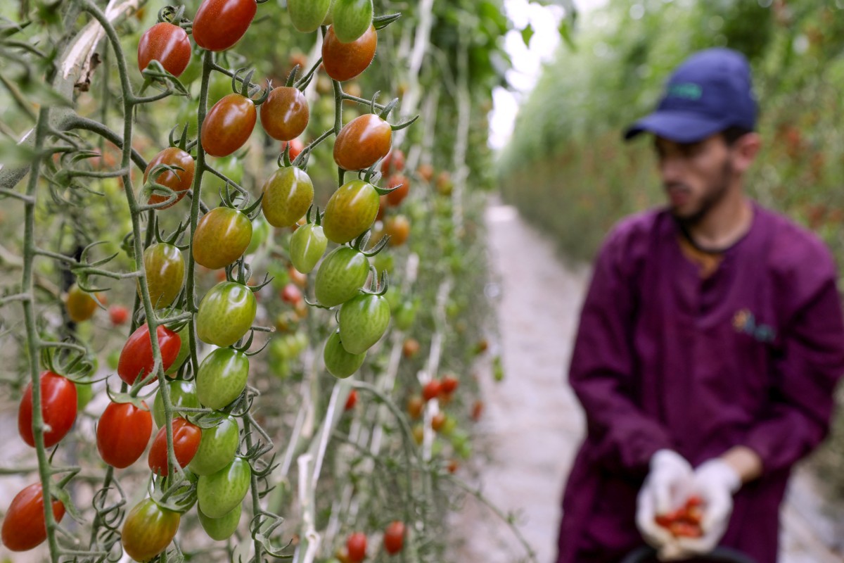 L'eau dessalée au secours de l'agriculture dans le sud du Maroc