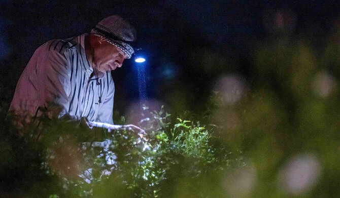 Essence de grands parfums, le jasmin égyptien se fane sous le réchauffement