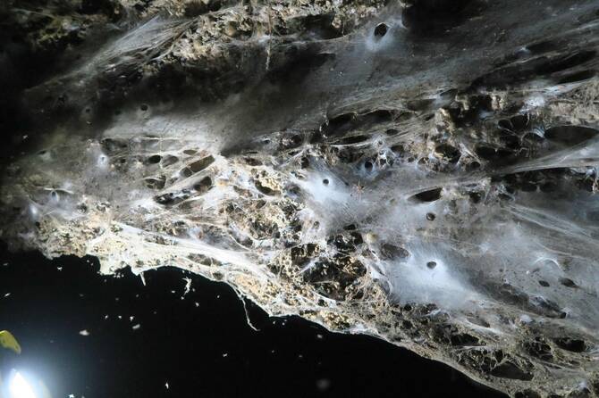 Grèce: découverte d'une toile géante avec 111.000 araignées dans une grotte