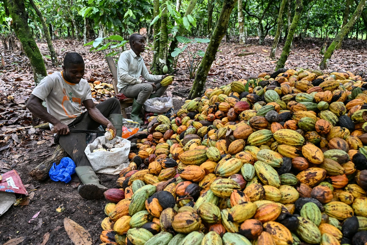 Pourquoi le chocolat reste cher avant Noël malgré la baisse du prix du cacao
