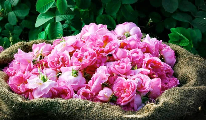 Qu’est-ce qui fait de la rose de Taïf un produit de parfumerie aussi précieux ?