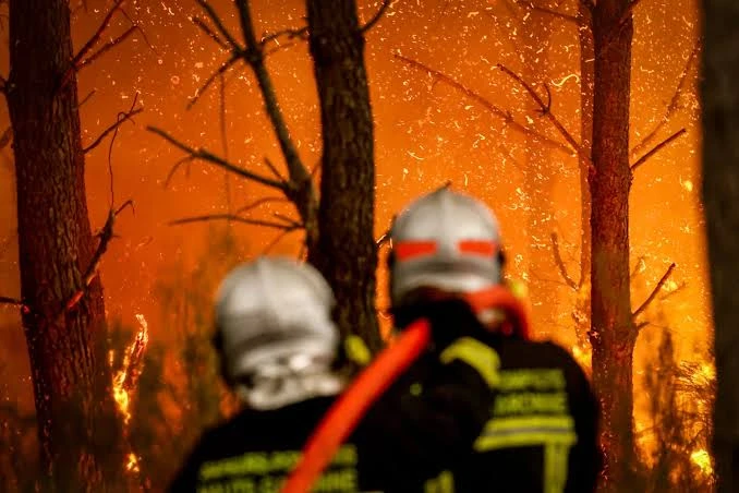 Canicules en séries : les refuges de faune sauvage face à un afflux inédit