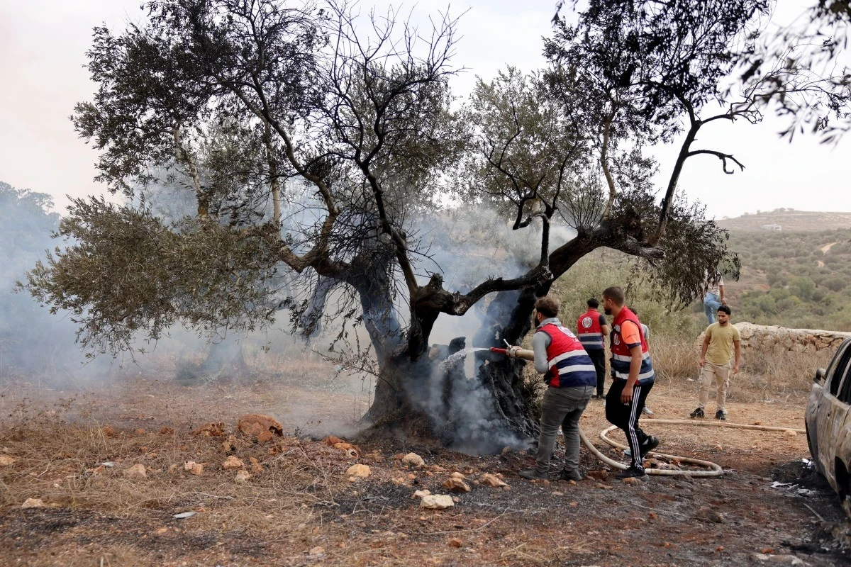 En Cisjordanie occupée, la récolte des olives émaillée de violences de colons