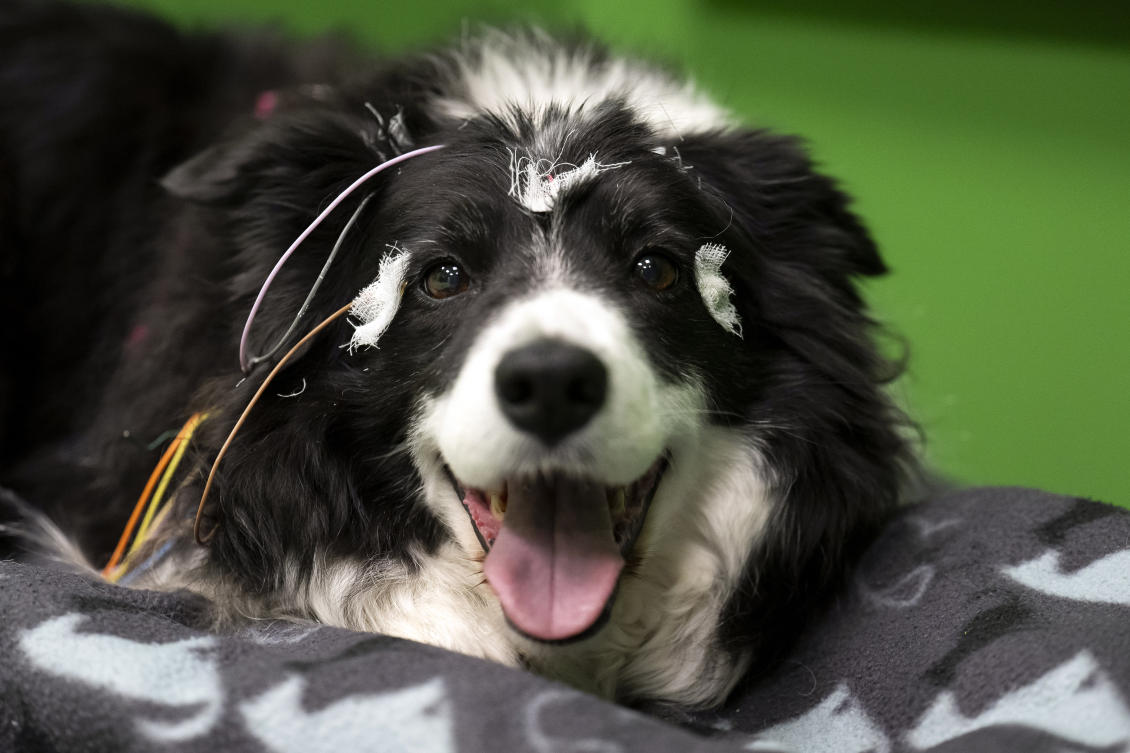 A new study in Hungary found that beyond being able to learn how to perform commands, dogs can learn to associate words with specific objects, a relationship with language called referential understanding that had been unproven until now. (AP/Denes Erdos)