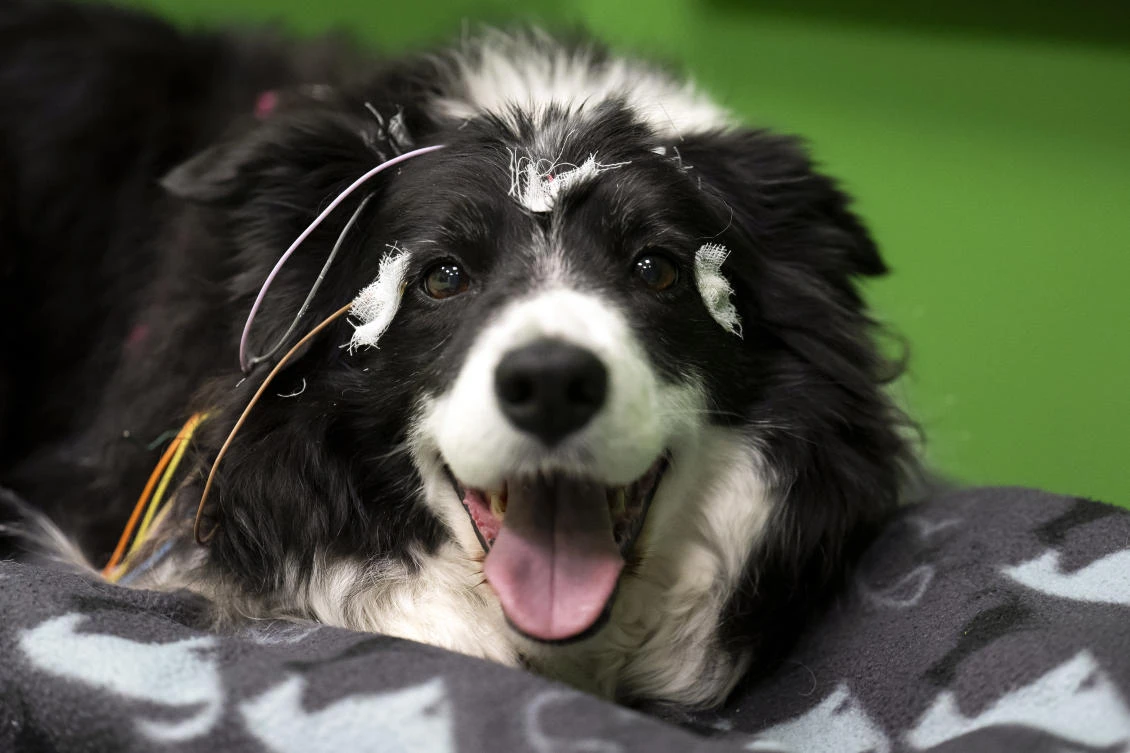A new study in Hungary found that beyond being able to learn how to perform commands, dogs can learn to associate words with specific objects, a relationship with language called referential understanding that had been unproven until now. (AP/Denes Erdos)
