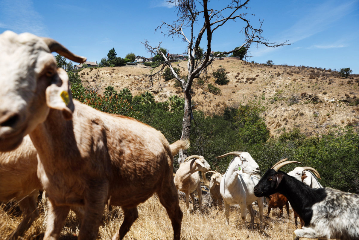 Excessive grazing is considered as one of the causes of rangeland degradation in many places. (AFP/File)