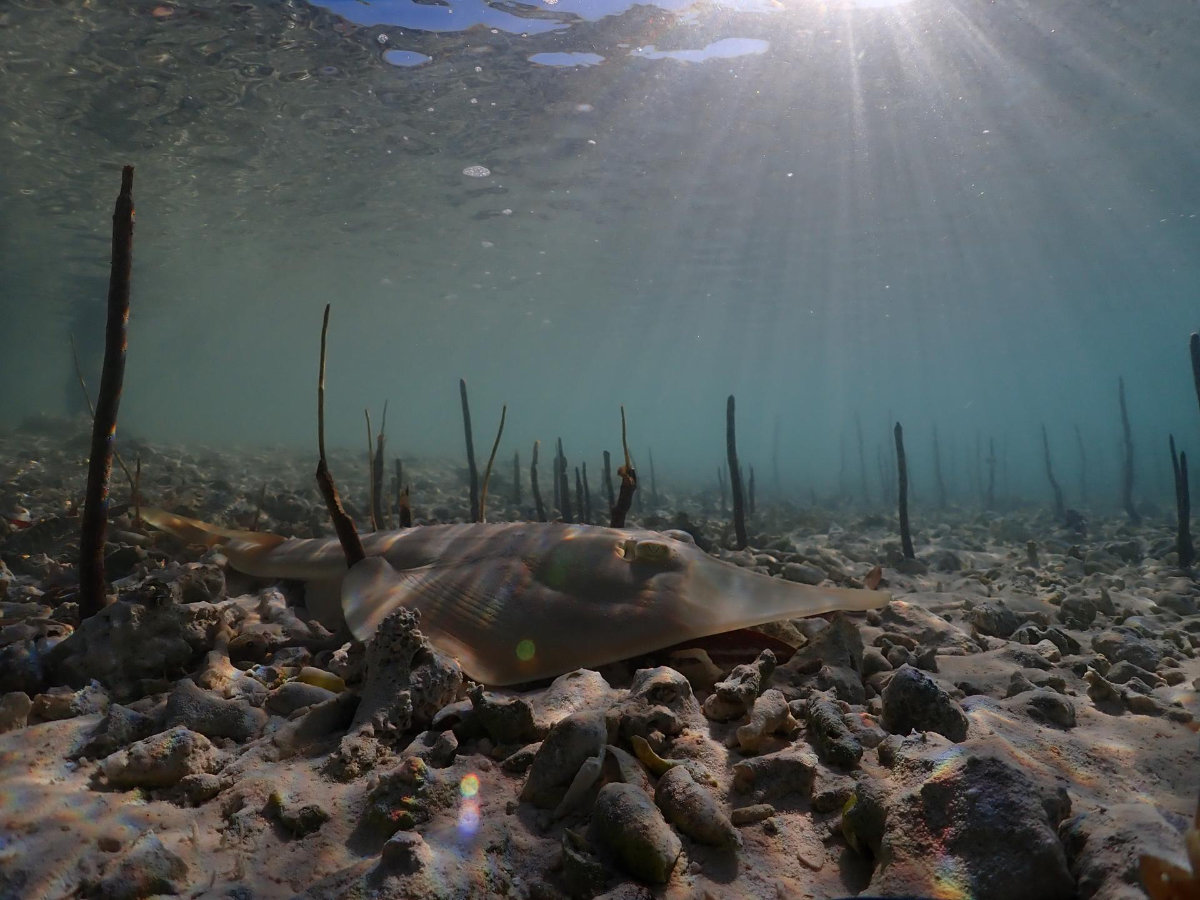 Amphibious animals play an essential role in the health of marine ecosystems. (Photo courtesy: Red Sea Global)