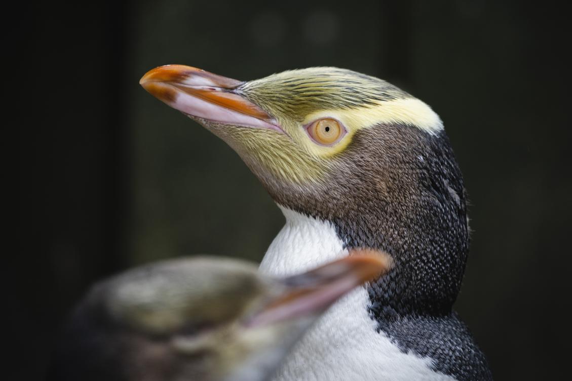 The hoiho — a noisy, smelly and shy bird believed to be the world’s rarest penguin — was propelled to its second victory by a star-studded campaign. (AP)