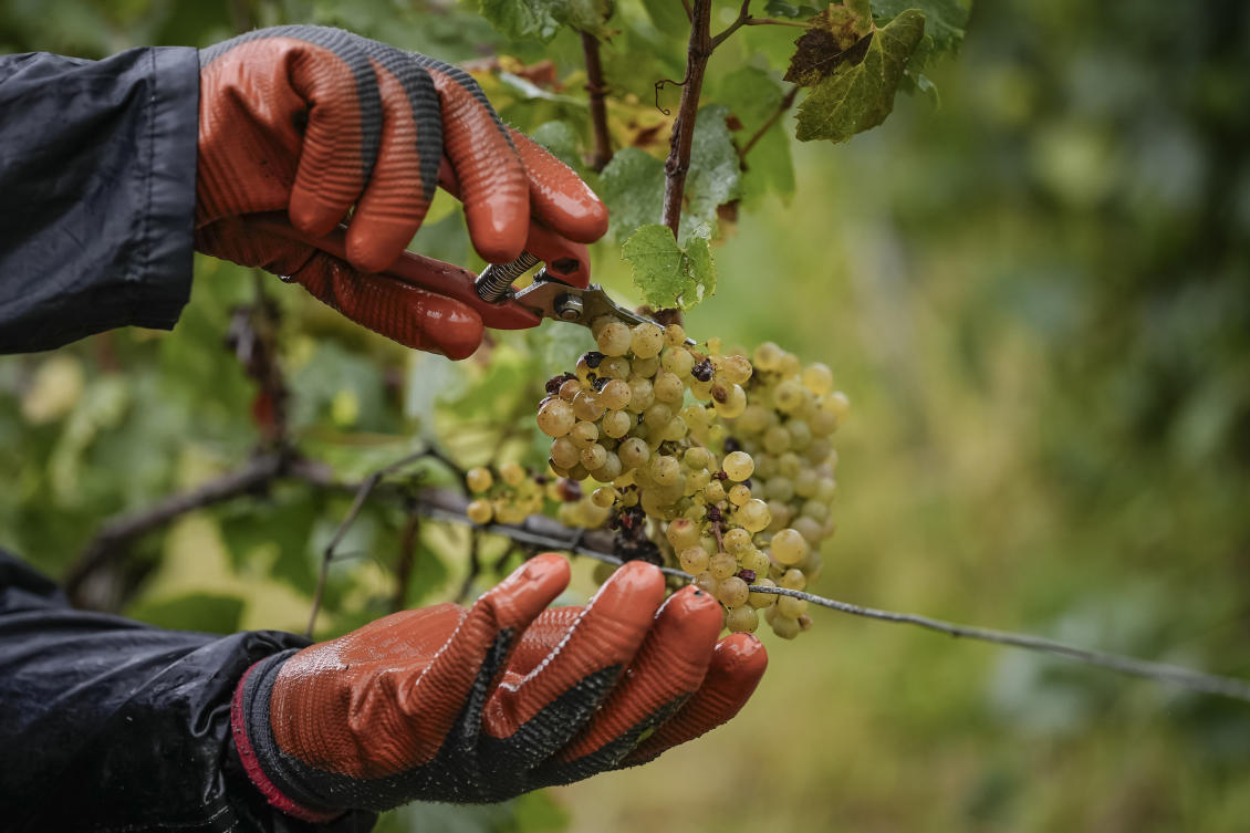 A grape-picker harvests Chardonnay grapes at Domaine Lavantureux, in Chablis, Burgundy region, France, Wednesday, Sept. 25, 2024. (AP)