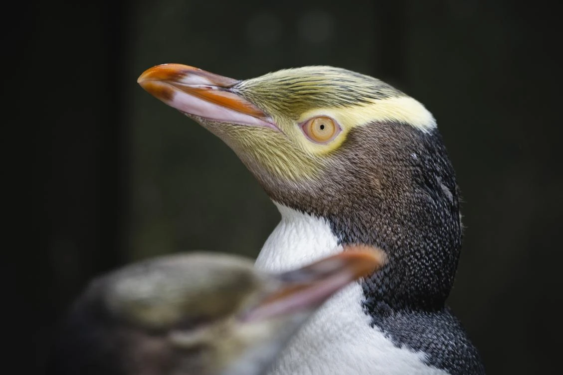 The hoiho — a noisy, smelly and shy bird believed to be the world’s rarest penguin — was propelled to its second victory by a star-studded campaign. (AP)