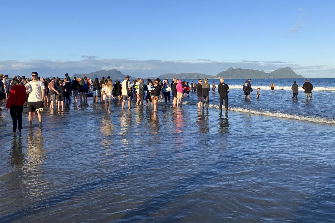 It is often not clear why strandings happen but New Zealand’s geography is believed to be a factor. (New Zealand Department of Conservation via AP)