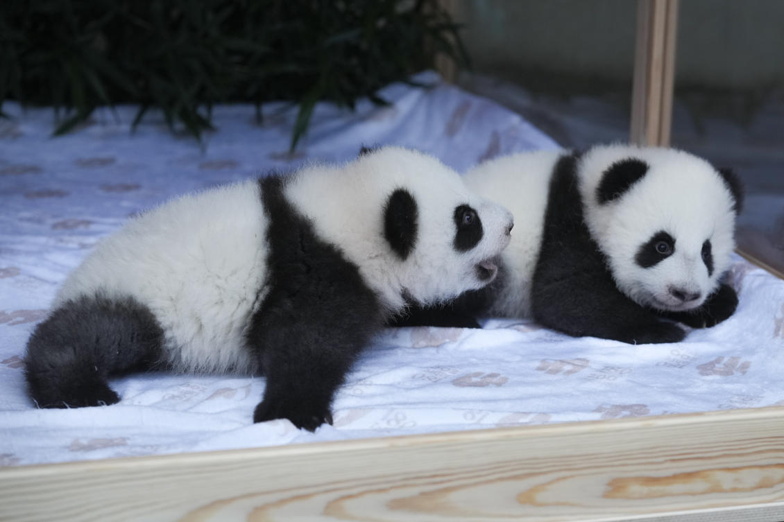 Newly born twin panda bear cubs, named Meng Hao and Meng Tian or Leni and Lotti, look out of the enclosure, during the official presentation of their names, at the Zoo in Berlin, on Dec. 6, 2024. (AP)