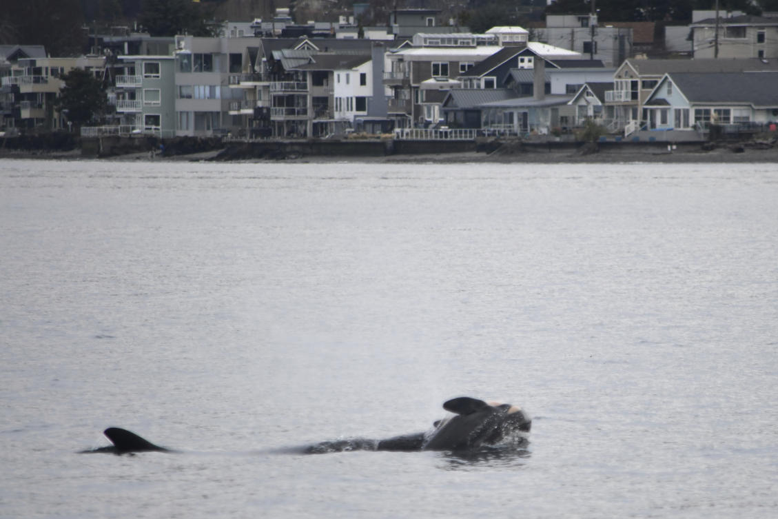 The orca known as J35 (Tahlequah) carries the carcass of her dead calf in the waters of Puget Sound off West Seattle, Washington, on Wednesday, Jan. 1, 2025. (Candice Emmons/NOAA Fisheries via AP)