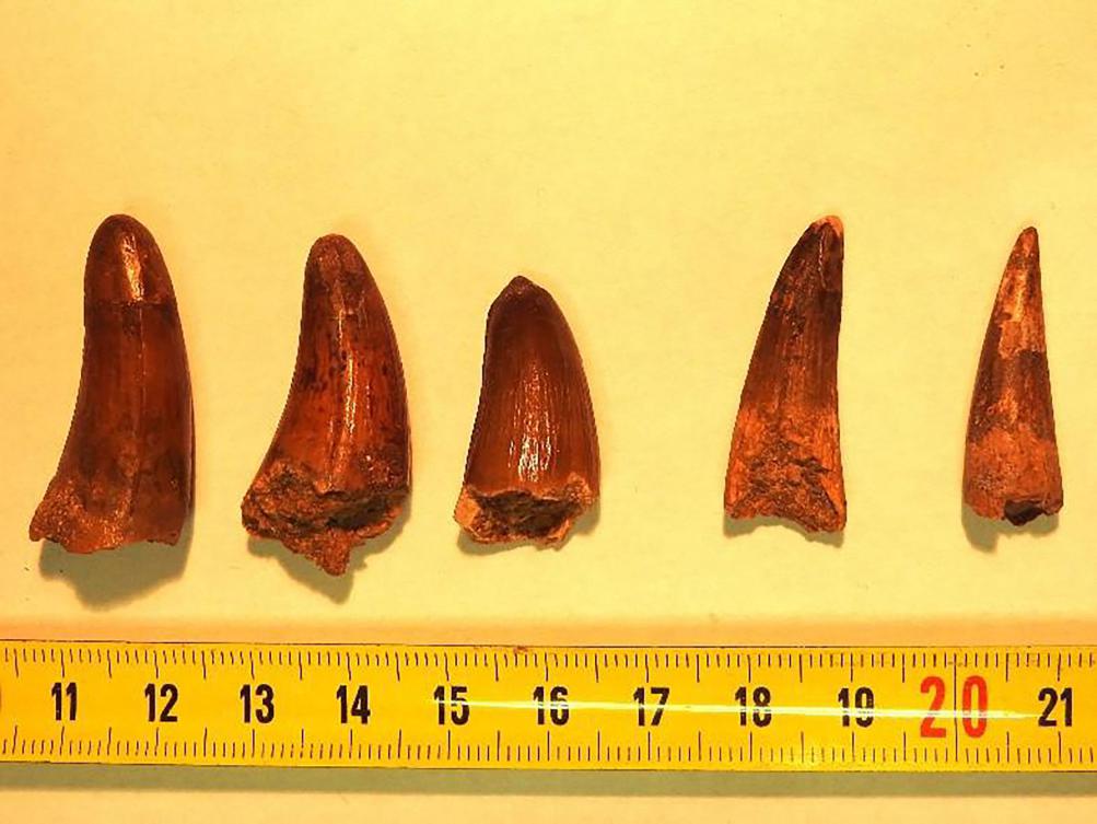 A handout photo made available by the ‘Brigade des douanes de Menton’, DGDI French Customs on Feb. 14, 2025, shows fossilized dinosaur teeth found by Menton customs officers in two packages being transported by an express freight truck in southern France. (AFP)