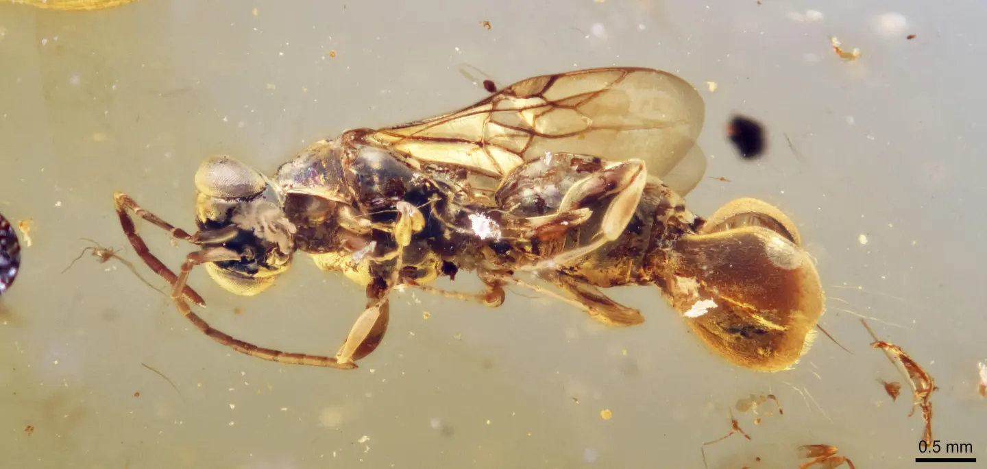 This photograph provided by Qiong Wu in March 2025 shows an ancient wasp, preserved in amber in Myanmar, whose backend resembles a Venus flytrap plant. (Qiong Wu via AP)