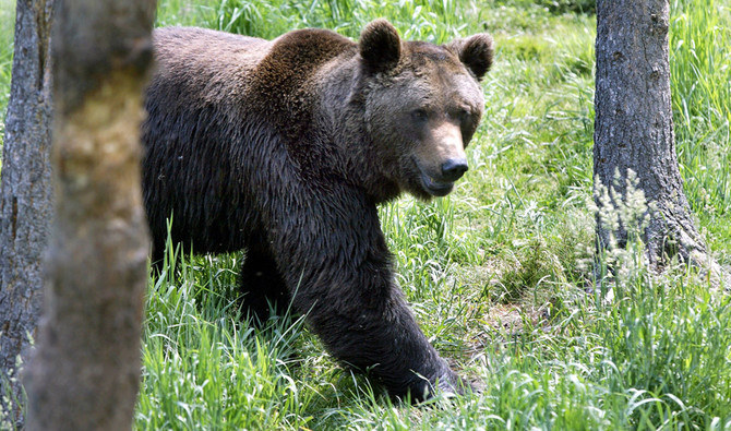 The Slovak government on Wednesday approved the shooting of 350 bears citing danger posed to people, a move conservationists slammed as unlawful. (File)