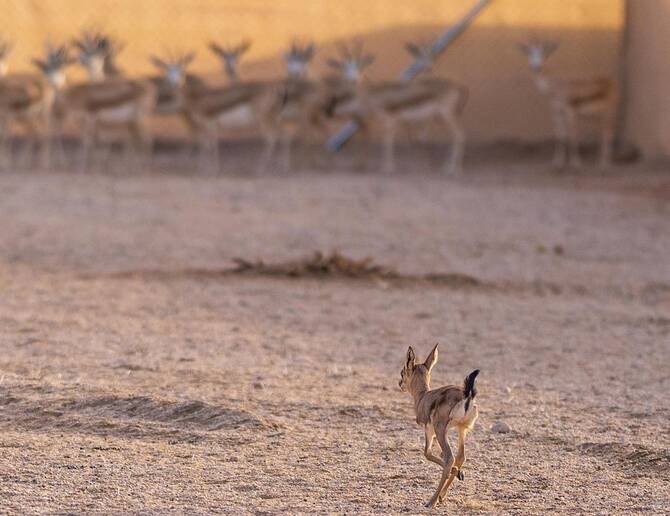 Since 2022, 94 sand gazelles had been born under the Prince Mohammed bin Salman Royal Reserve's rewilding program. (SPA)