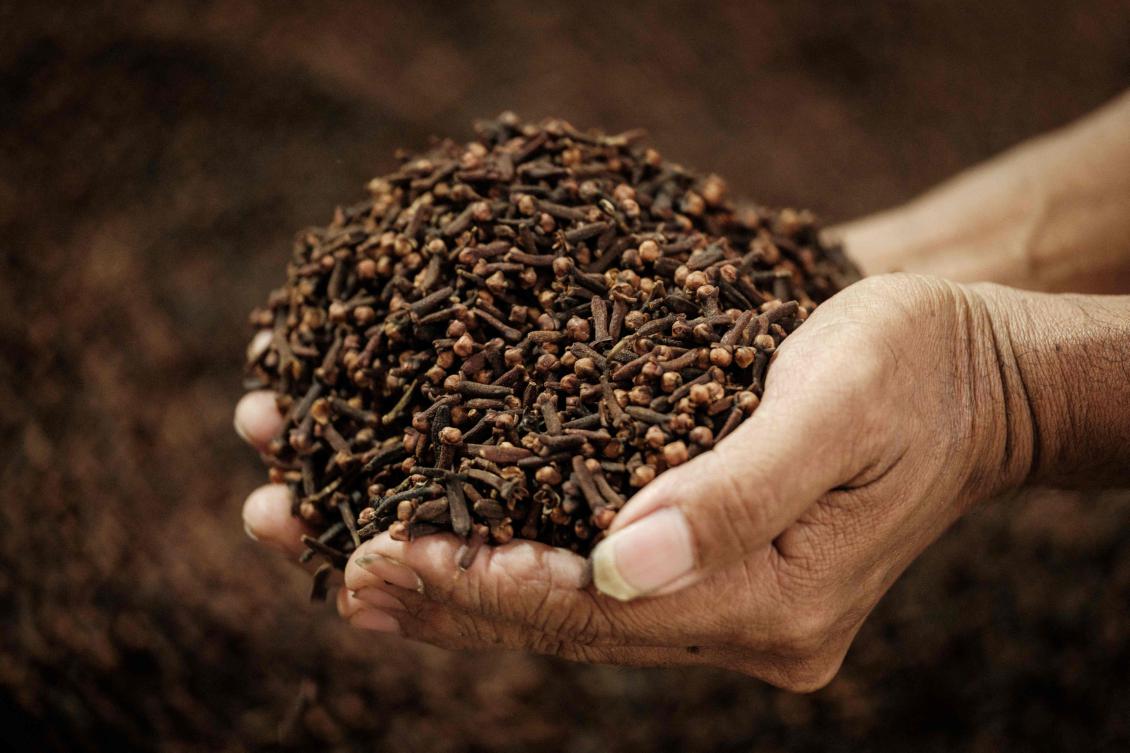 Colonial powers once sought to wipe out cloves grown by locals on the eastern Indonesian island of Ternate to safeguard their monopoly over the prized crop. (AFP)