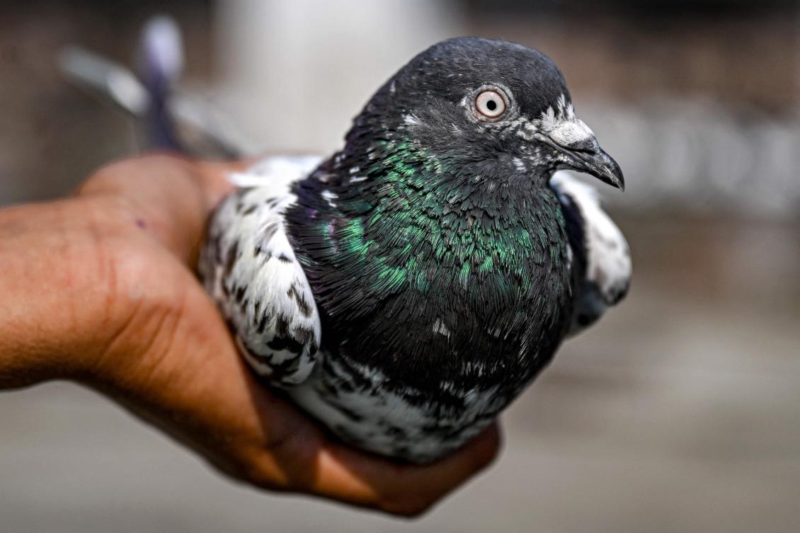 This photograph taken on May 3, 2025 shows a pigeons breeder holding a pigeon outside its birdcage at the frontier village of Pangali near the Line of Control (LoC) in Jammu district. (AFP)