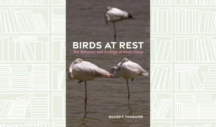 What We Are Reading Today: ‘Birds at Rest’ by Roger Pasquier