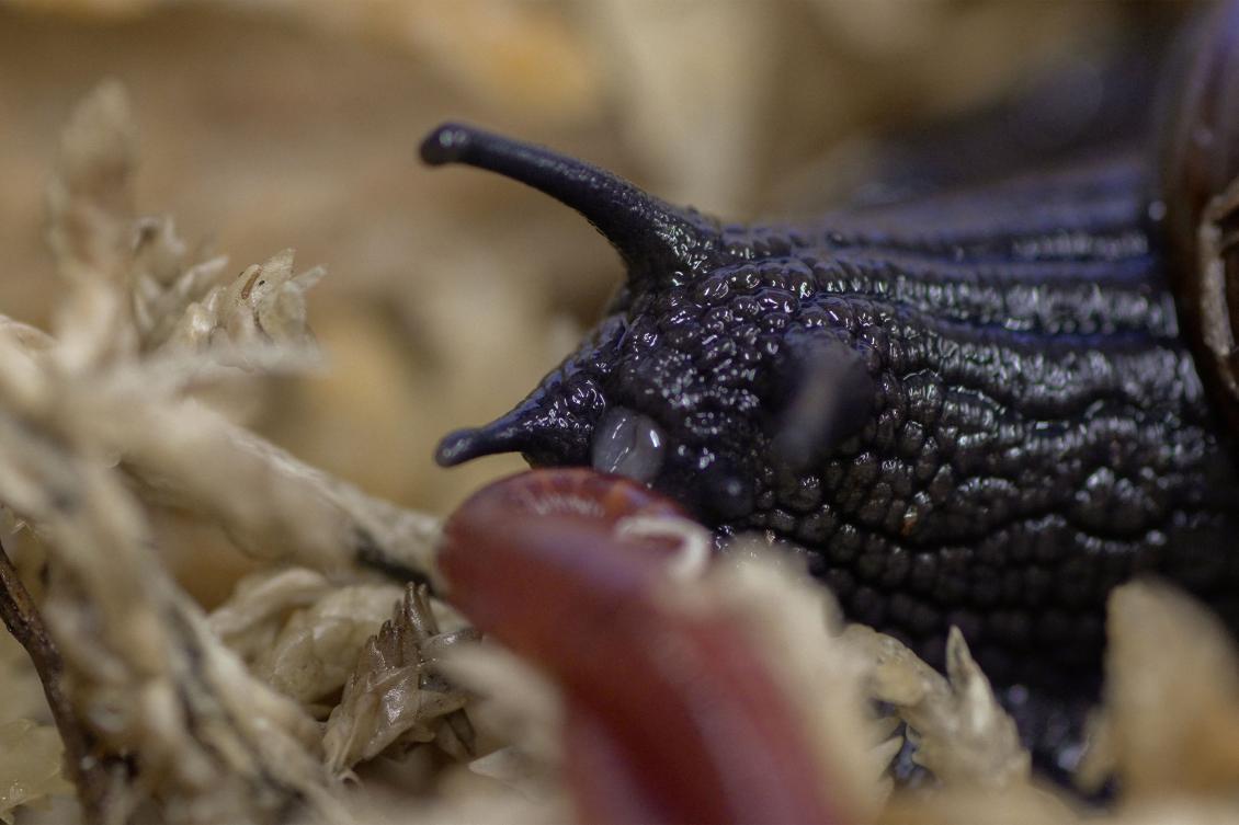 A rare New Zealand snail has been filmed for the first time squeezing an egg from its neck, delighting scientists trying to save the critically endangered meat-eating mollusc.(AFP)