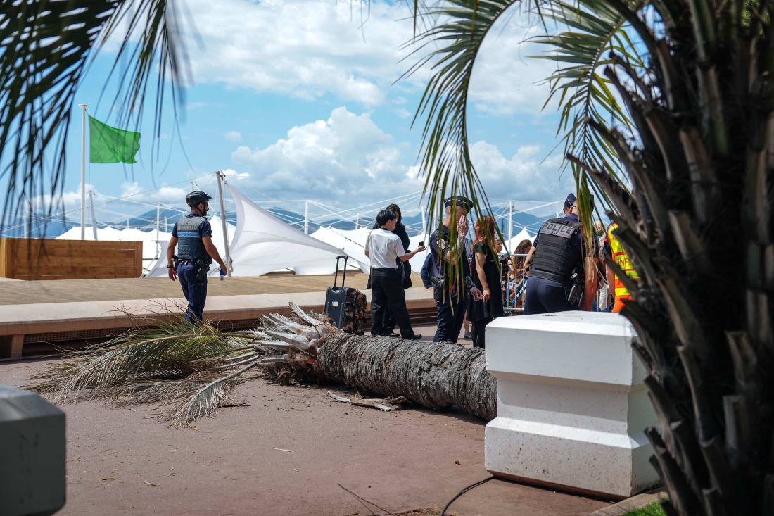 Palm tree falls on person resulting in injuries at Cannes Film Festival, France. (AP)