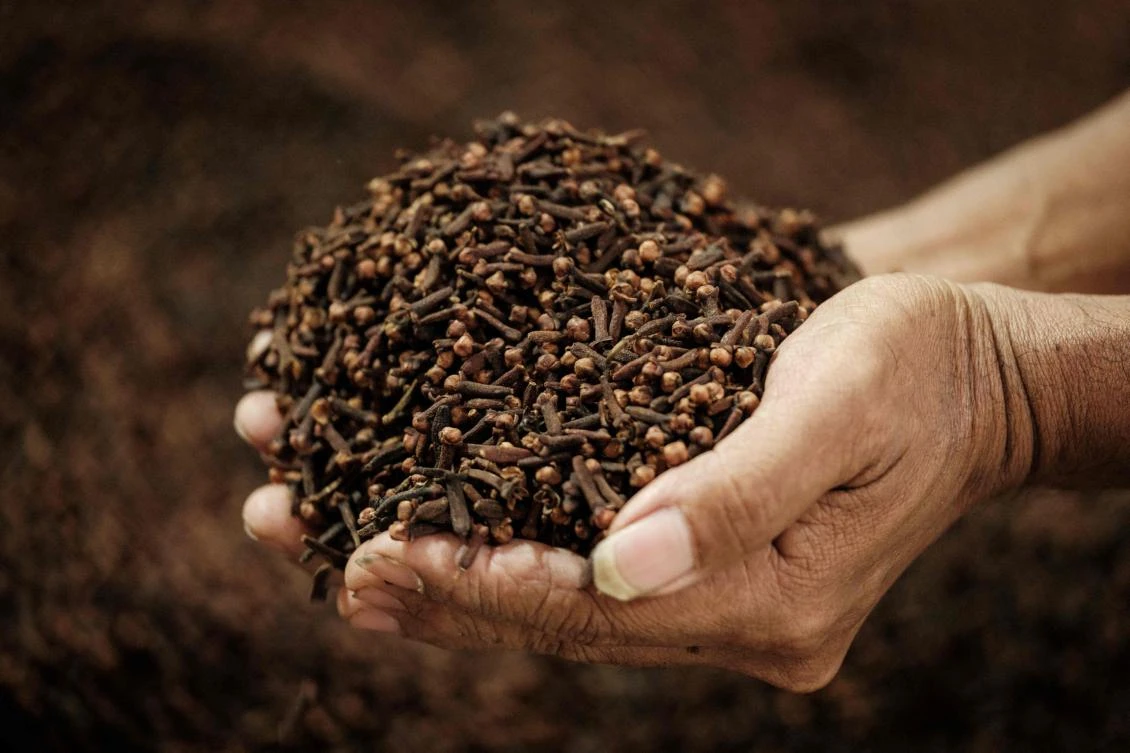 Colonial powers once sought to wipe out cloves grown by locals on the eastern Indonesian island of Ternate to safeguard their monopoly over the prized crop. (AFP)