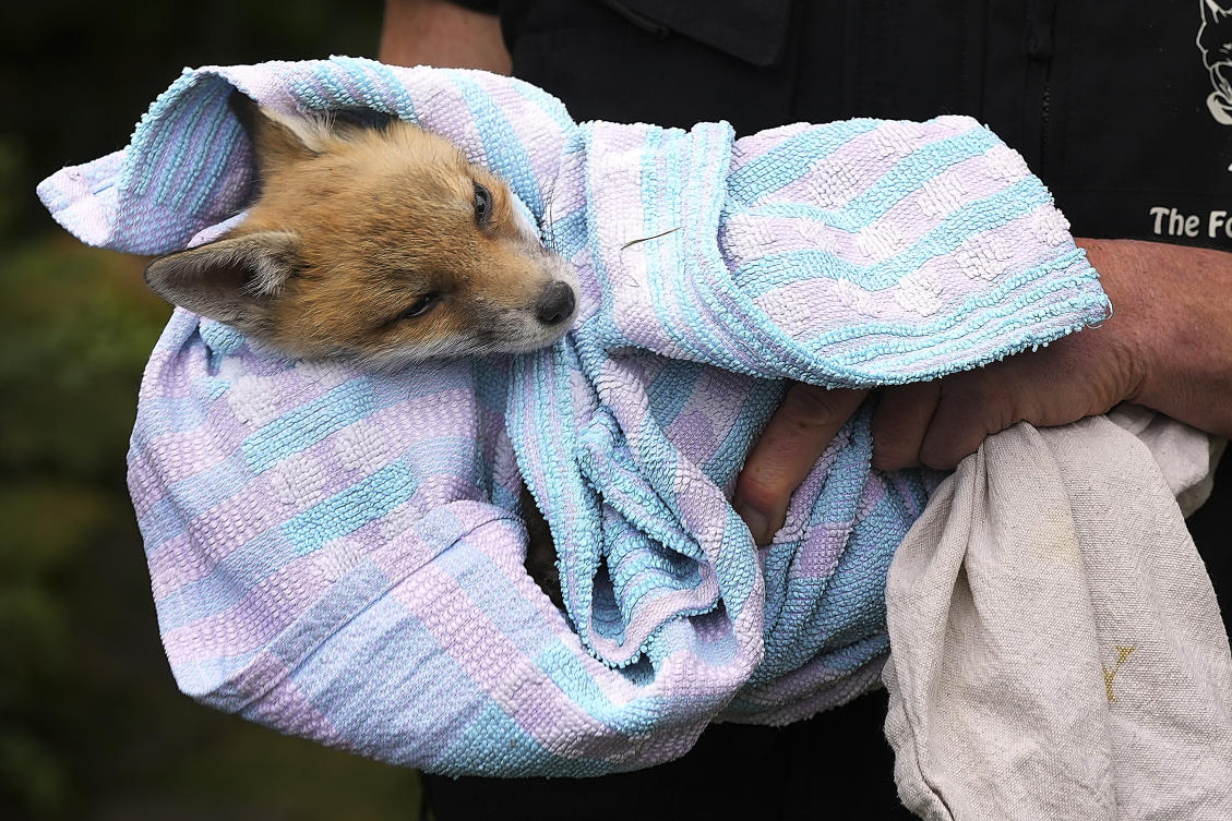 When they are ill, injured or abandoned as cubs in south London and its leafy suburbs, The Fox Project is often there to help. (AP)