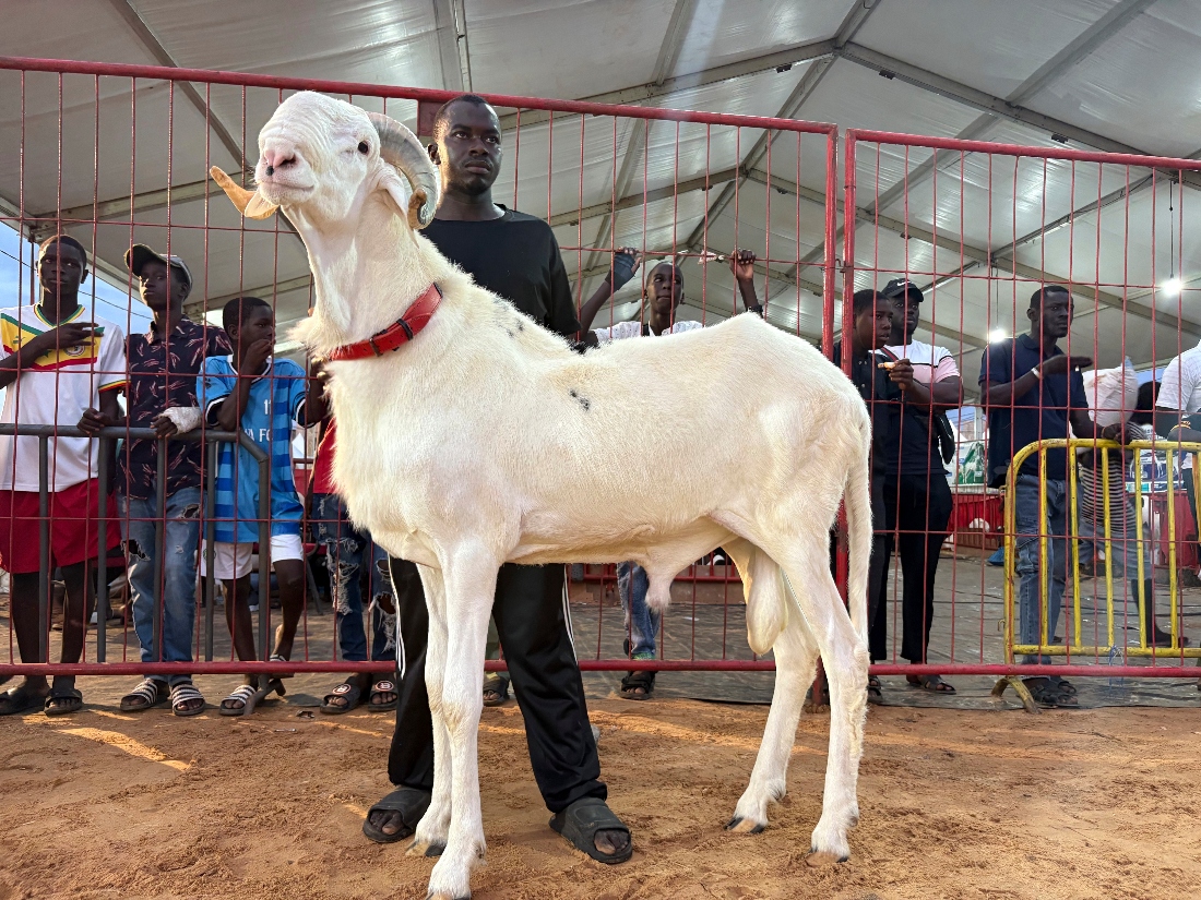Prive, a Ladoum 19 month old sheep, wins the adult male beauty pageant in Dakar, Senegal