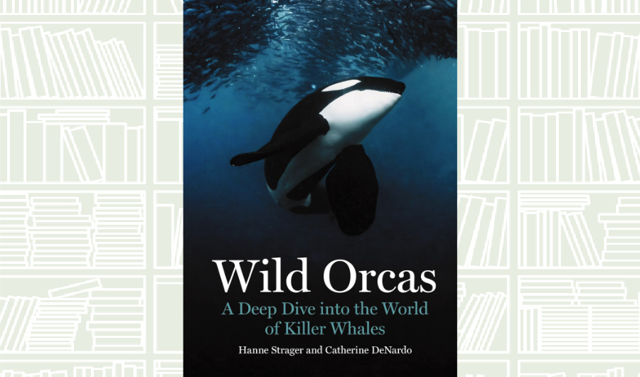 What We Are Reading Today: ‘Wild Orcas’
