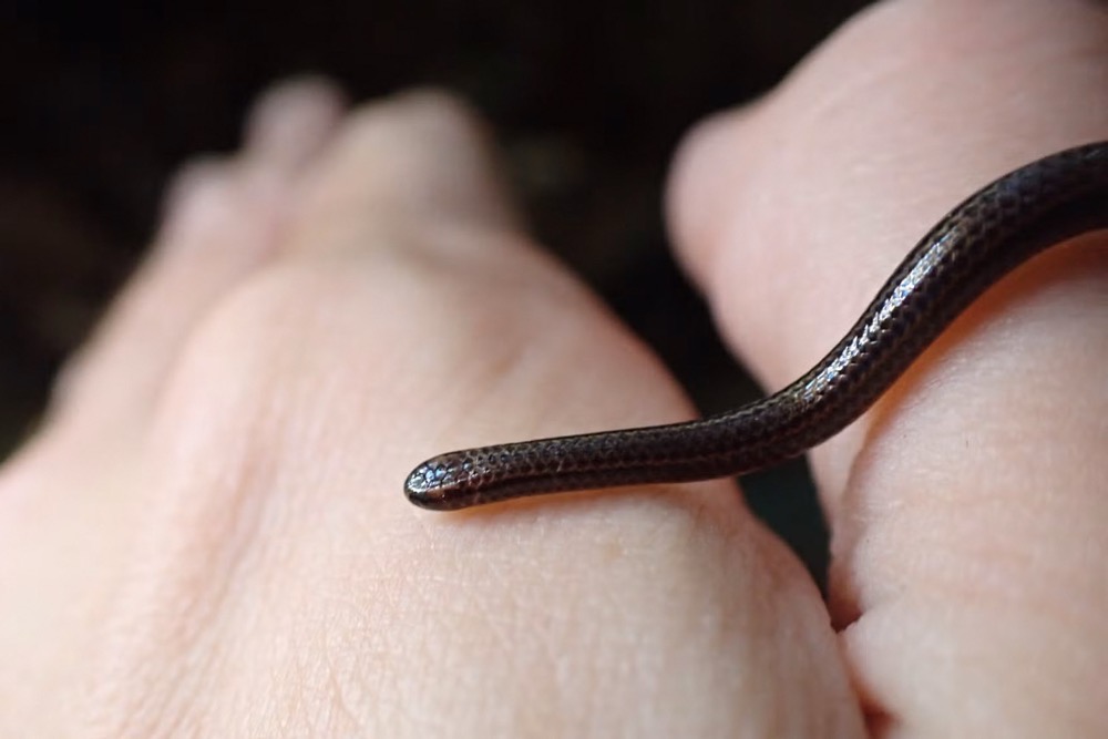 This handout photo obtained on July 25, 2025, courtesy of Re:wild shows a Barbados threadsnake in March 2025. (AFP)