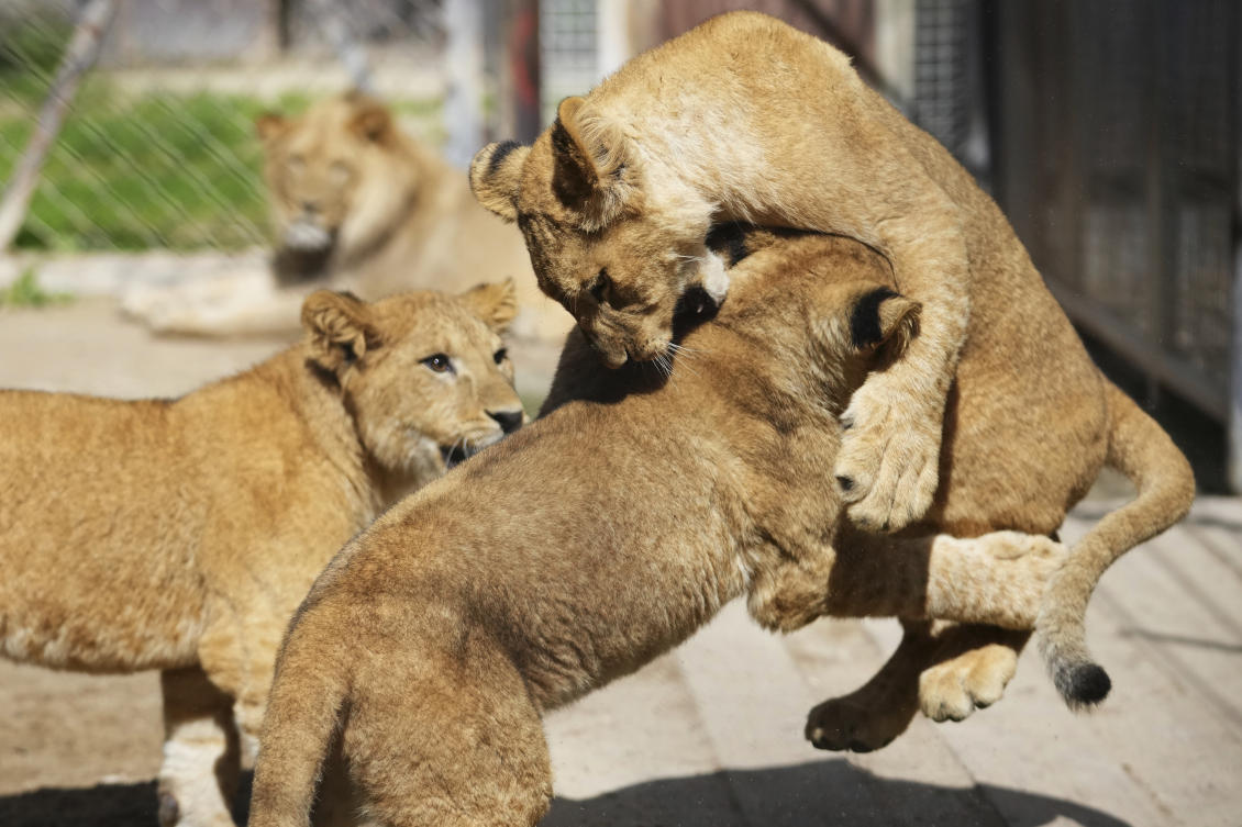 Three of four Barbary lion cubs, that were born recently at the Safari Park Dvur Kralove, play with each other at their enclosure, Czech Republic, Aug. 6, 2025. (AP)