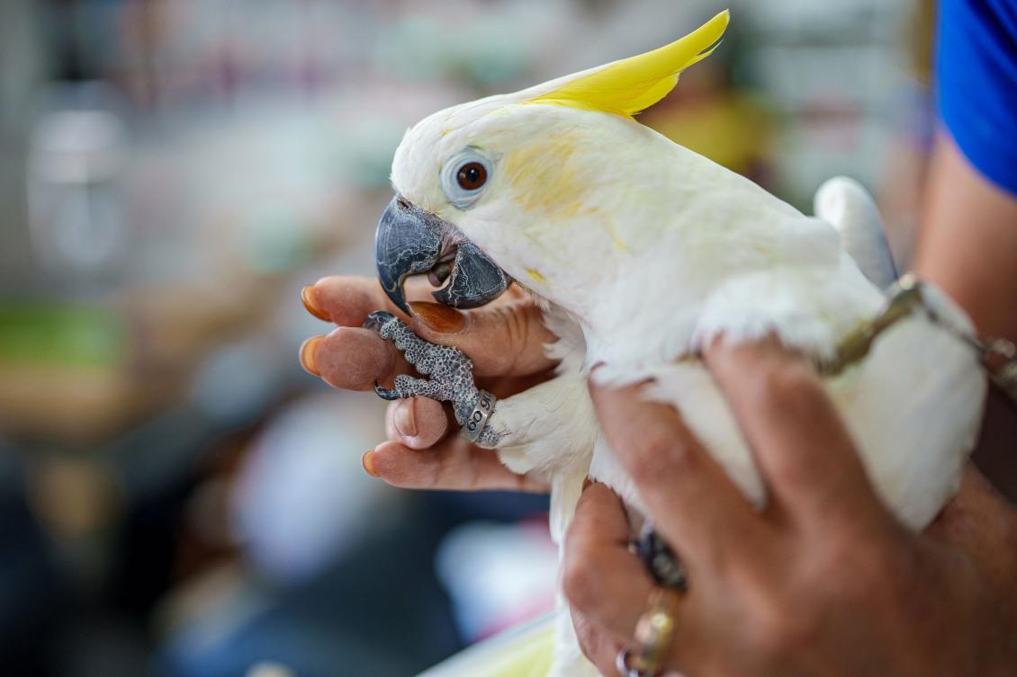 Sharon Kwok Pong, founder of the Hong Kong Parrot Rescue, showing a leg ring bearing the birth date of "Winnie", a rescued yellow-crested cockatoo, during an interview with AFP in Hong Kong. (AFP)