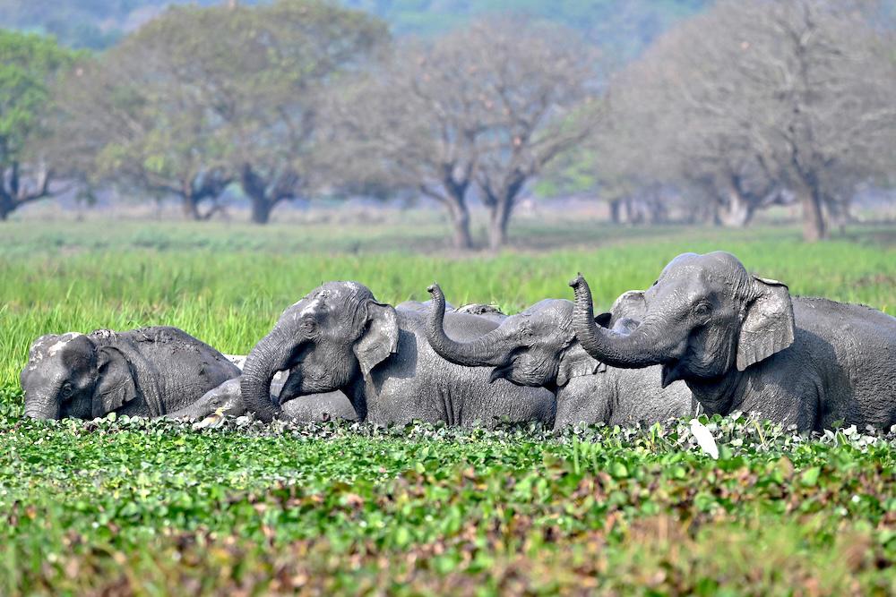 Above, a herd of wild Asiatic elephants bathe at Khamrenga wetland in Thakurkuchi village, outskirts of Guwahati. (AFP file poto)