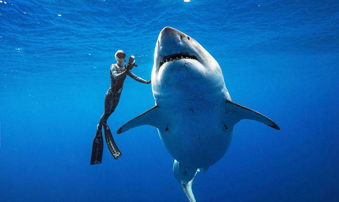 The world’s top wildlife trade body voted Thursday to effectively ban all international trade in the critically endangered oceanic whitetip shark but rejected a proposal to protect more species of eel. (AFP/File)