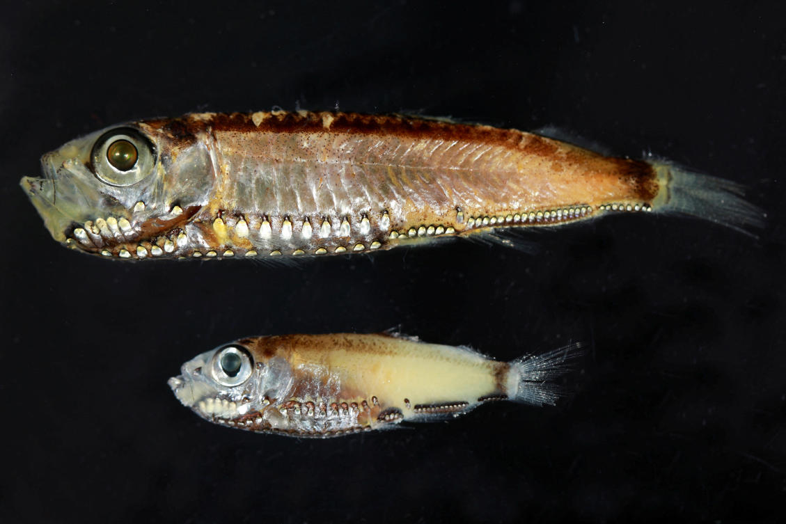 Two deep-sea fish species, Maurolicus muelleri and Maurolicus mucronatus from the Red Sea, that have hybrid photoreceptors in their eyes as larvae and adults, seen in this photograph released on February 11, 2026. (Reuters)