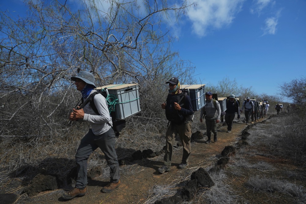 Galapagos National Park rangers carry juvenile giant tortoises up a hill for release on Floreana Island as part of a project to reintroduce the species to its native habitat in the Galapagos Islands, Ecuador. (AP)