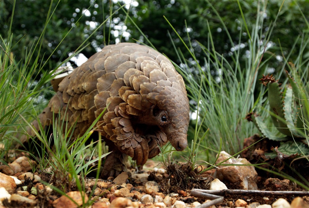 A pangolin looks for food on private property in Johannesburg, South Africa. (AP/File)
