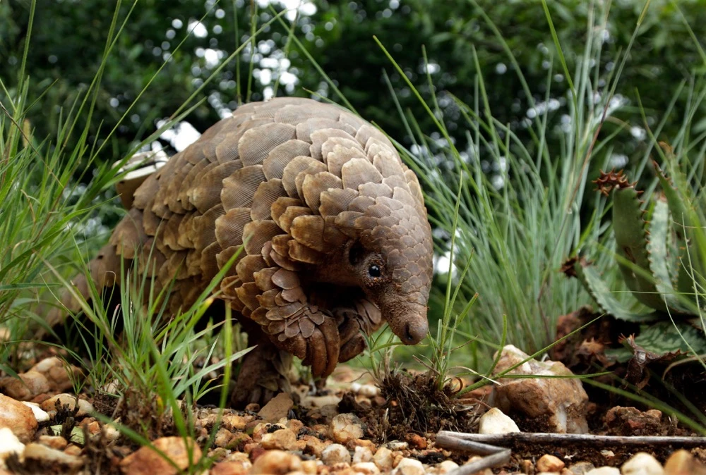A pangolin looks for food on private property in Johannesburg, South Africa. (AP/File)