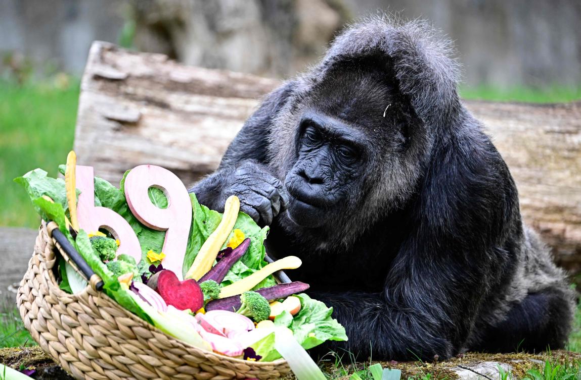 Lowland Gorilla lady Fatou is pictured on April 13, 2026 in her enclosure at the Zoologischer Garten zoo in Berlin, as her 69th birthday is celebrated. (AFP)