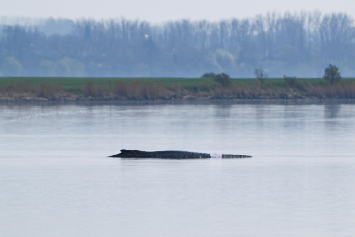 A humpback whale lies stranded on a sandbank, on the day of an attempt by rescue workers to move the animal onto pontoons, in an effort initiated through a private initiative, in the shallow waters of the Baltic Sea island of Poel near Wismar, Germany, Apr. 16, 2026. (Reuters)
