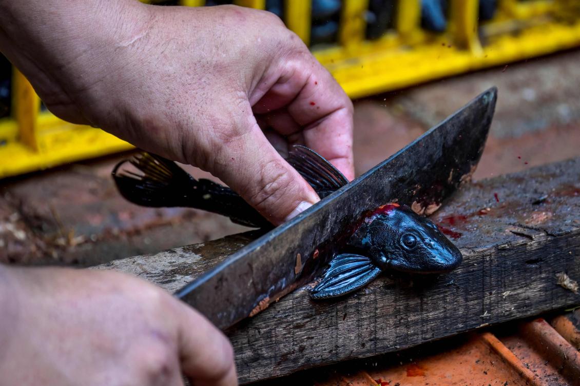 In this photo taken on May 5, 2026 an officer chops up a suckermouth catfish caught from a river as part of a local government program to eradicate the invasive species in Jakarta. (AFP)